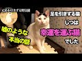 元足を引きずる野良猫＃13　奇跡の【幸運を運ぶ猫】！嘘のような本当の我が家の話