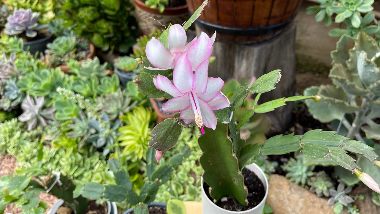 Como deixar a FLOR DE MAIO com o tronco super RESISTENTE + FLORAÇÃO