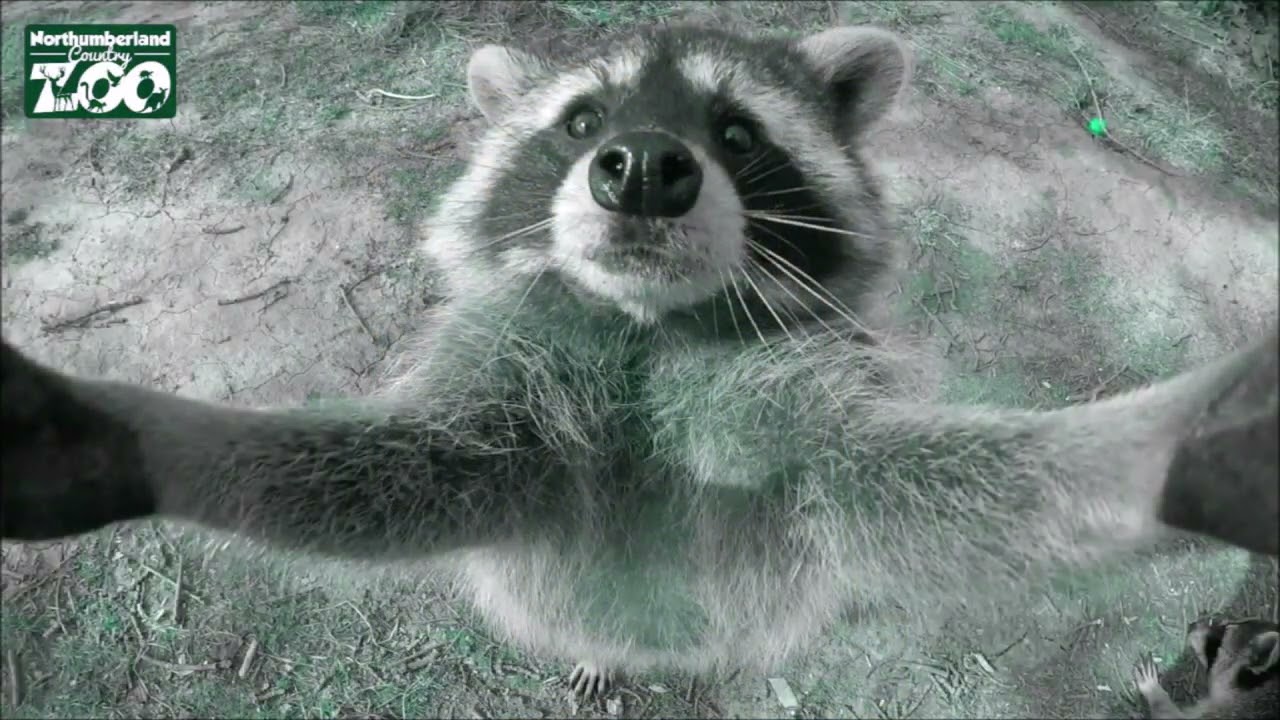 raccoon images