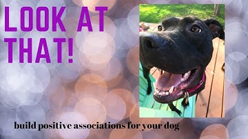 Look at That! | Dog Behavior Change | Control Unleashed