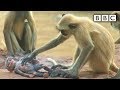 Langur monkeys grieve over fake monkey | Spy in the Wild - BBC