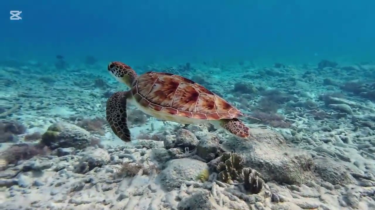 Sea turtle swimming in the ocean