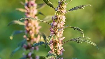 Uống cao ích mẫu có tác dụng gì đối với phụ nữ?