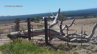 Taos grieves loss of historic ‘Welcome Tree’ that signaled home