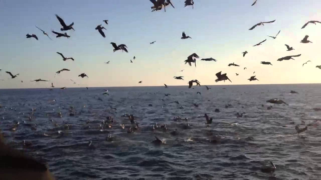 Bait Ball Feeding Frenzy off Long Beach, CA YouTube