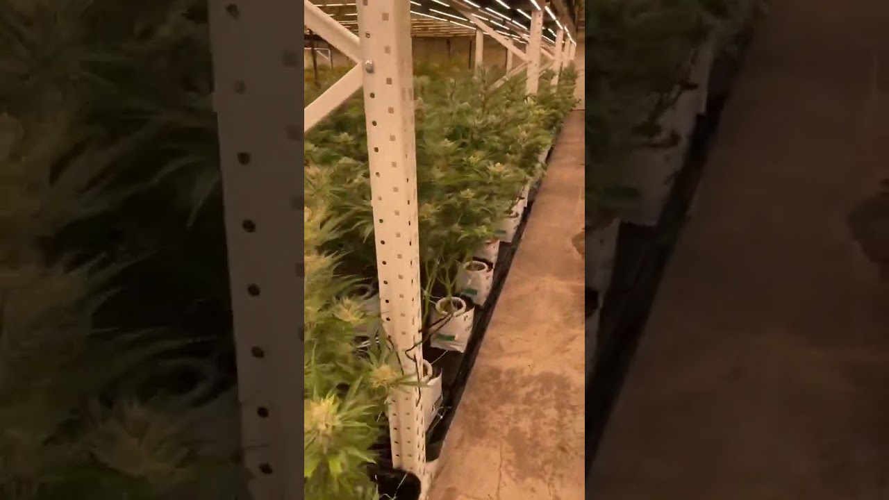 High Efficient Flexstar MATRIX 645W 860W LED Grow Light! | A Game Changer for Every Grower!