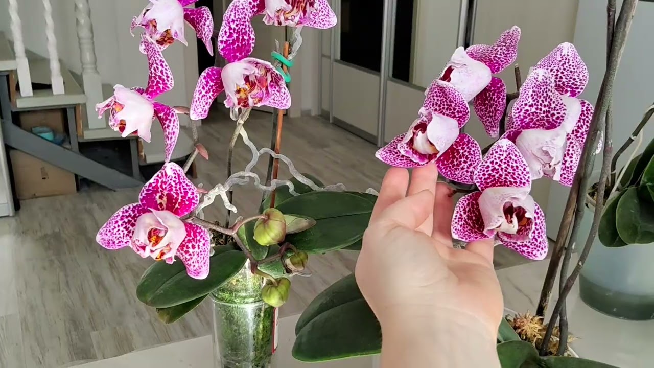 Цветение орхидей. Март 2026г