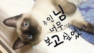 What is the reaction of the Siamese cat Pepper, who met the butler after two months?