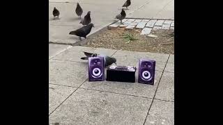 pigeon rave