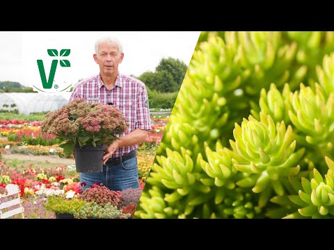 Video: Wie verbreiten sich Sedum?