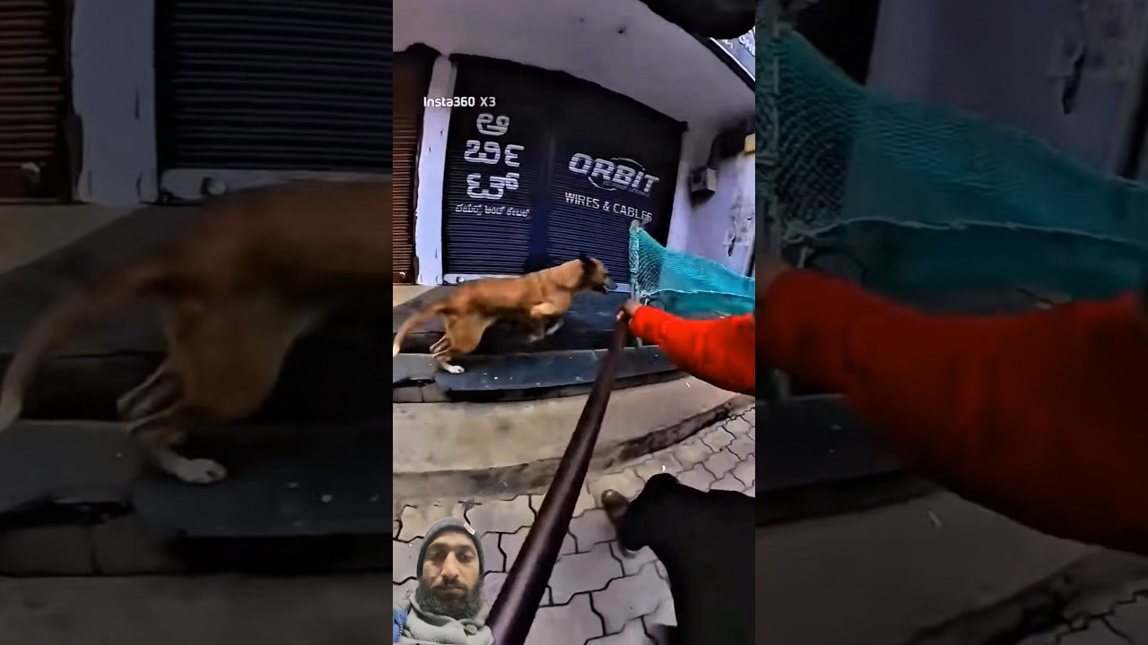 Luffy Next Level Dog Catching Trailer 