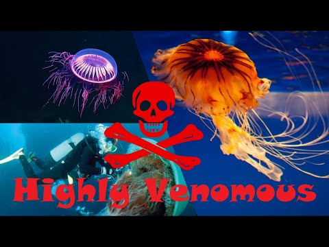 Vídeo: Vespa marina (medusa de caixa): un monstre marí mortal