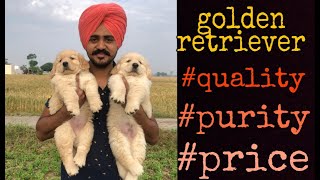 Know about golden retriever/purity/quality/price m-7009684310