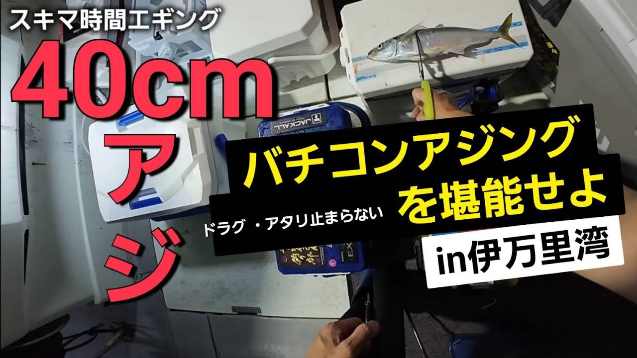 ドラグ鳴りっぱなし！アタリ連発！伊万里湾バチコンアジング。デカアジ連発！