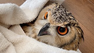 Pet owl and owner, Great battle time [ENG Sub] by GEN3 OWL CHANNEL 310,880 views 1 year ago 8 minutes, 5 seconds