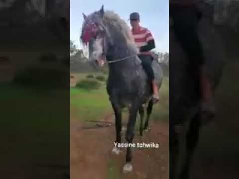 عودي لزرق بلجامو مهارس الحجار بي أدامو 