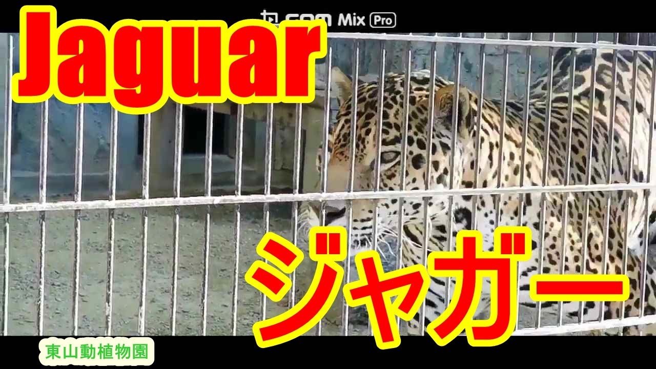 迫力のジャガー ジャガー 東山動植物園 ヒョウ チーター ピューマ トラ ライオン ヒョウ属 オセロット ネコ科 Blue Earth Animals Zoo Youtube