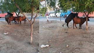 Cow Mating Video