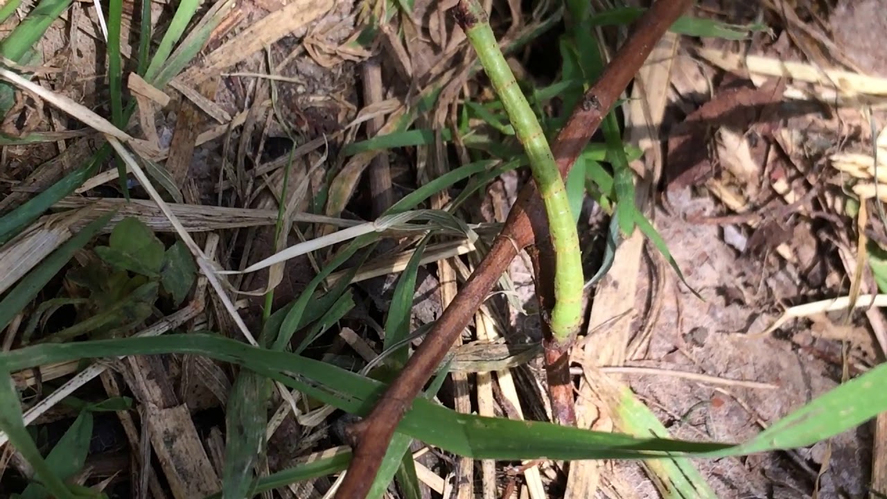 Pepper Moth Caterpillar: mimicking sticks