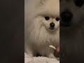 jOJO's HAPPY NIGHT #puppy #dog #pomeranian #cute #pets #healingvlog #play #happy #night #chill #犬