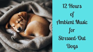 12 Hours of Ambient Music for Stressed Out Dogs