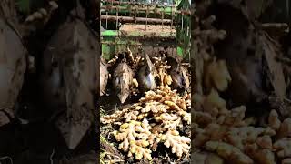 Celebrity How Ginger is Harvested with Tractor? 🚜 | Ginger Harvesting Machine Profile