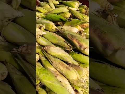 Video: Labirinti kukuruza u Marylandu i Virginiji u blizini Washingtona, DC