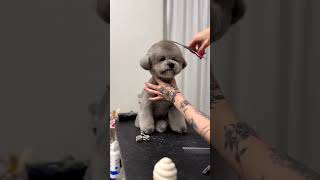 SURPRISE RARE Gray Coat BICHON Frise's with grooming transformation #bichonfrise #rare #cute #shorts