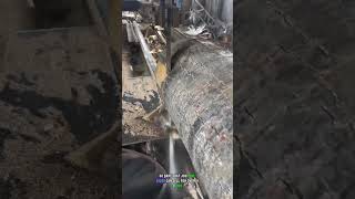 Why This Wood Costs More Than Gold in the USA?! 😳🔥