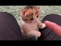 しぐさが現在と全く変わらない子猫【NoMusicVer】