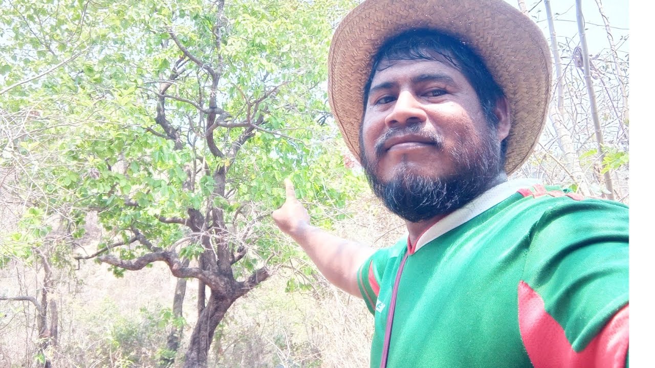 🌳asi te das cuenta donde hay agua características de estos árboles
