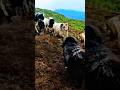 sheep Ram fighting #animals #shortvideo