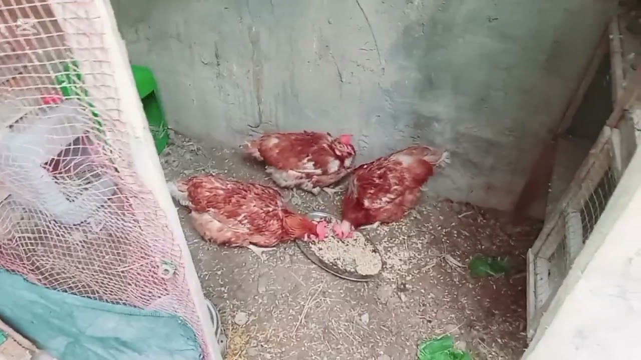 روتين المحميه والدجاج 