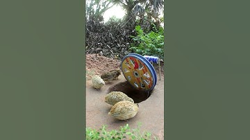 Amazing Underground Quail Trap #shorts #create #traps