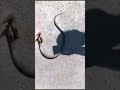 Snake attacks Centipede part 1
