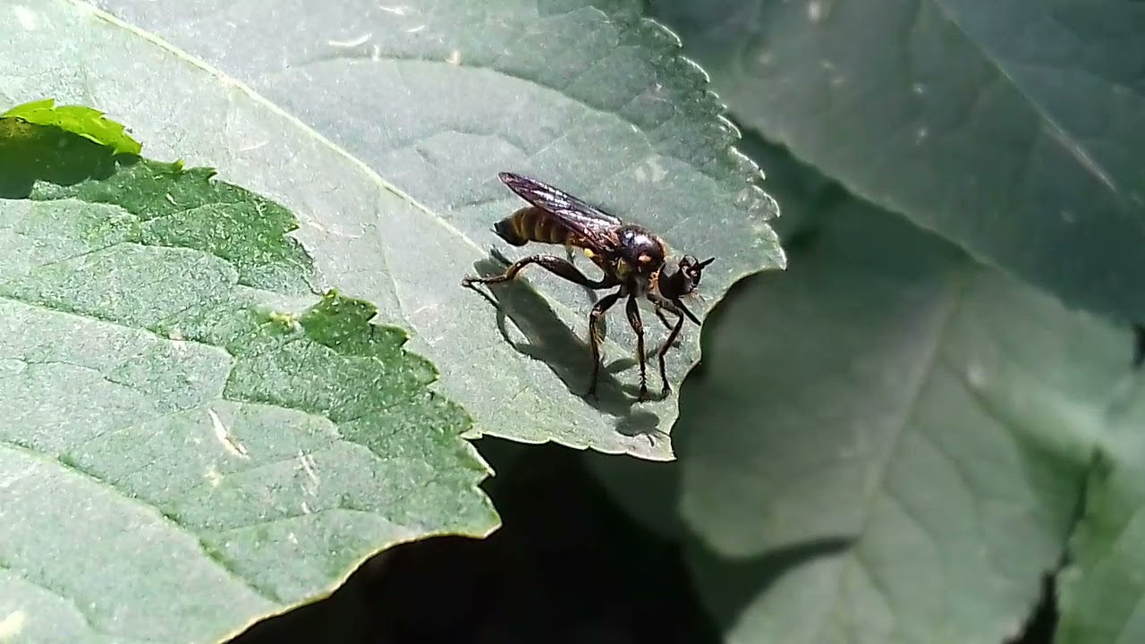 Bube Srbije-Osolika grabljivka(Choerades fimbriata)