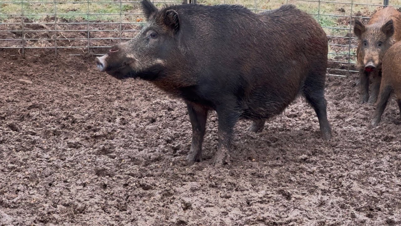 Trapping destructive wild hogs with Muddyfeet - YouTube