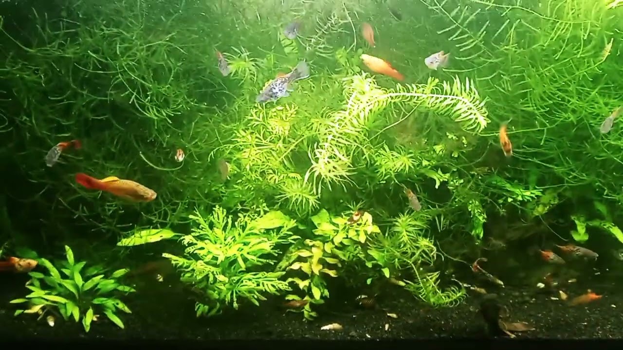 Florida Flagfish Added To 40 Gallon Planted Community Tank: Will They Eat Black Beard Algae?