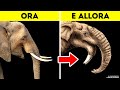 Oltre 80 fatti sugli animali da cercare subito su Google