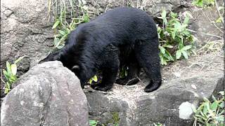 よこはま動物園ズーラシアのツキノワグマ。Asiatic black bear..Yokoham...