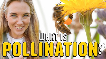 How do bees pollinate flowers? | Beekeeping with Maddie
