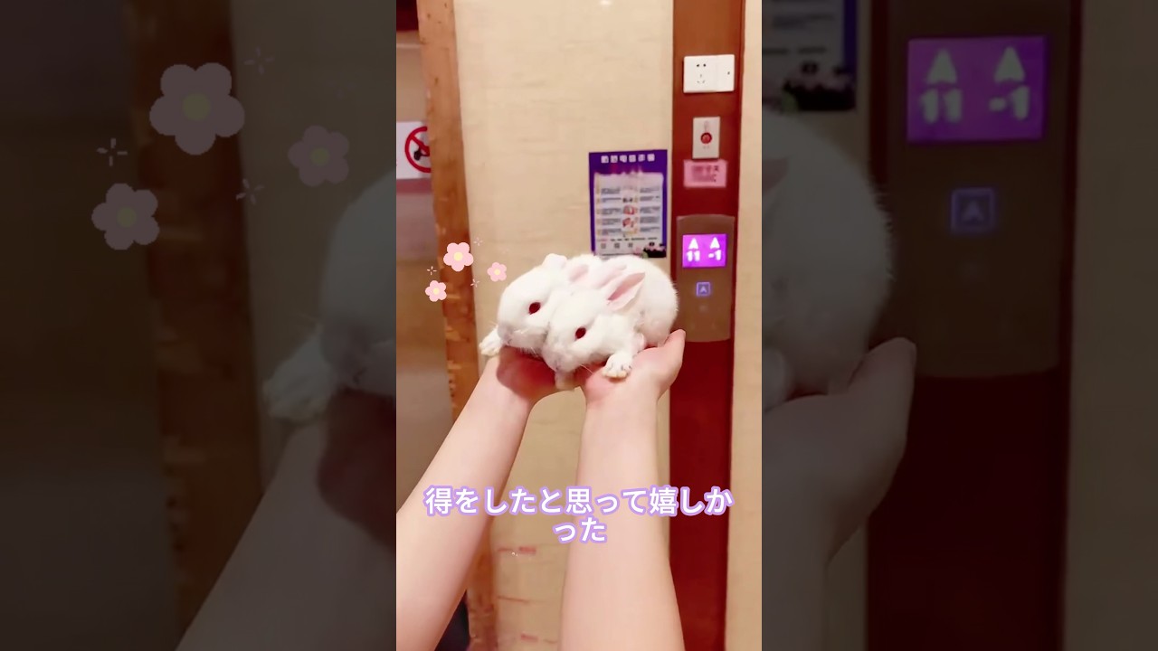 ウサギを買うとお得な取引ができます