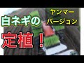 【定植】ヤンマーの定植機を使って白ネギの定植をしました。