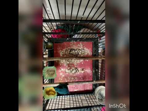 Burung Sikatan Hijau Laut