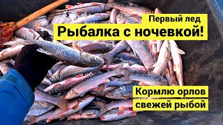 Рыбалка с ночевкой на первом льду! Кормлю орлов свежей рыбой // (Eng Subs)