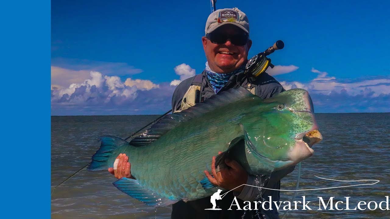 Bumphead Parrotfish Battle - One Minute Monday