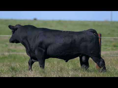 LOTE 22  BASCO 2301C RAIDANCE