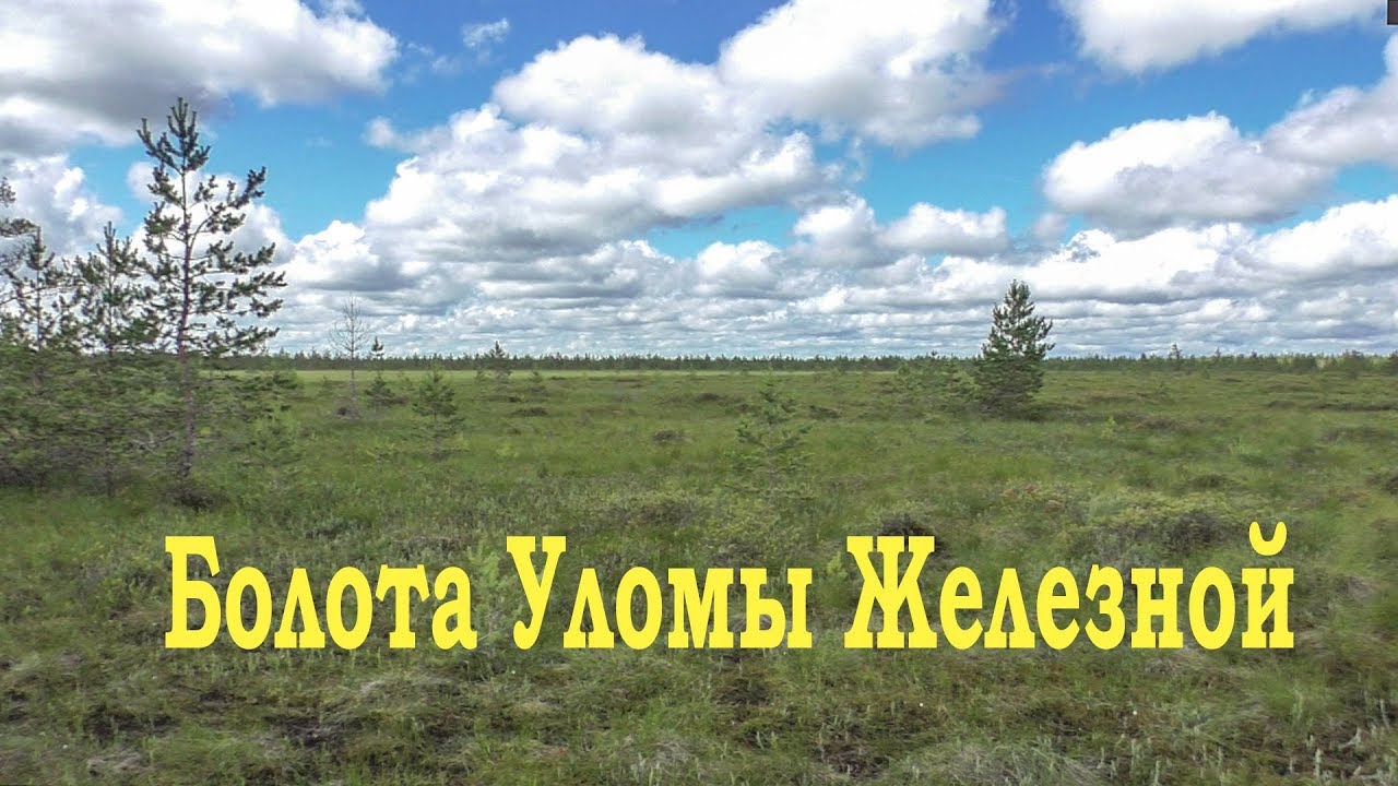 Болото любви песня. Болото в Череповецком районе. Болото любви.