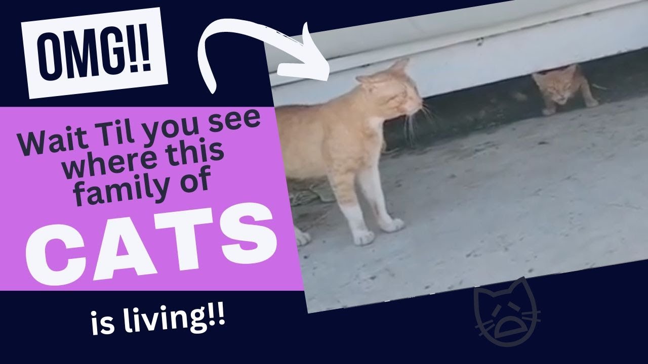 Wait for it!! U won't believe where this family of Cute Orange CATs is