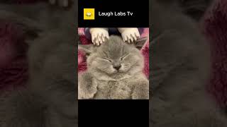 Funny Cat Videos of 2024 😍 Try not to laugh #LaughLabsTV